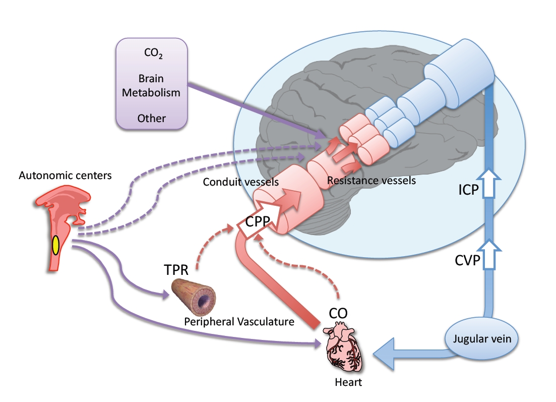 cerebral-autoregulation-explained-clearly-made-for-medical