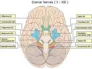 Cranial Nerve Mnemonic